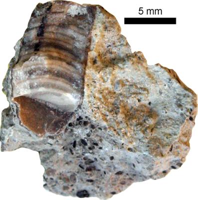 https://files.geocollections.info/large/24/c9/24c93e66-dc38-4d4f-8135-d7d297744e4a.jpg