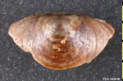 https://files.geocollections.info/large/24/dd/24dd46f0-4e78-483e-980e-f3276bb00201.jpg