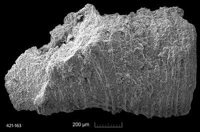 https://files.geocollections.info/large/24/eb/24ebc26a-aaab-4047-afec-14fe3f010caf.jpg