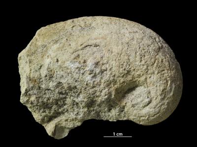 https://files.geocollections.info/large/25/03/250313e7-f04f-43d5-a27e-636eb6f6df53.jpg