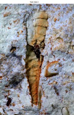 https://files.geocollections.info/large/25/0b/250b4a8e-828d-4731-b3aa-b4f10d0be283.jpg