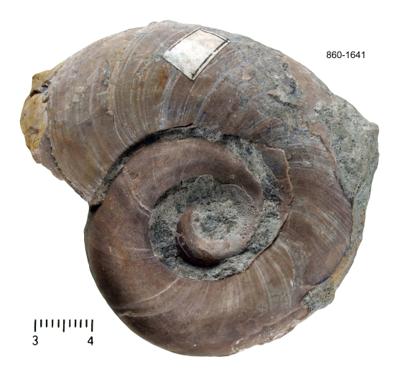 https://files.geocollections.info/large/25/40/25407da7-6da1-41dd-9fbe-6a9518bb9d1f.jpg
