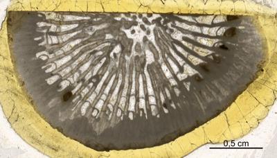 https://files.geocollections.info/large/25/60/256047f8-19c5-4baa-bd55-37f68cf9923c.jpg