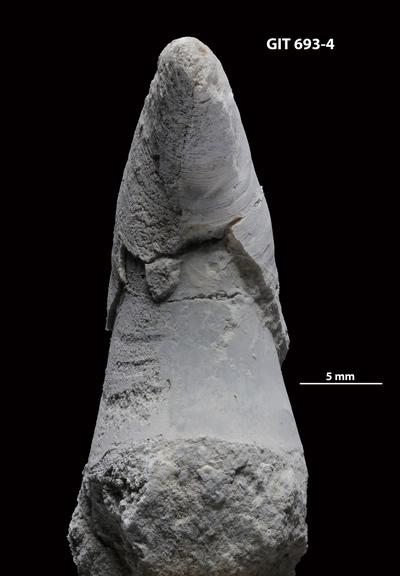 https://files.geocollections.info/large/25/81/2581f1dc-dc32-4e45-ba7b-b6e22dea0954.jpg