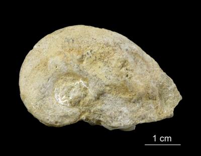 https://files.geocollections.info/large/25/85/25857e53-8bda-4bcc-8936-bc41b8d35789.jpg