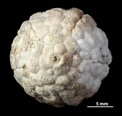 https://files.geocollections.info/large/25/a1/25a1616b-7535-4cad-b886-a4c471b03dc6.jpg