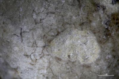 https://files.geocollections.info/large/25/c0/25c008db-0588-48c6-af18-eb68fcf3b5ee.jpg