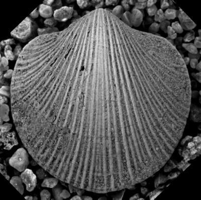 https://files.geocollections.info/large/25/cc/25cca943-7553-49dd-9888-1c8d1a4917e5.jpg