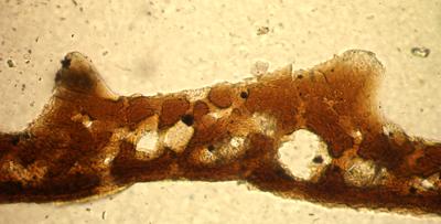 https://files.geocollections.info/large/25/e8/25e85df9-eb80-48f2-bc6d-90d553fe44b5.jpg