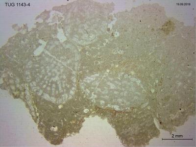 https://files.geocollections.info/large/25/ee/25ee0750-e243-4abd-8d35-e887224a8432.jpg