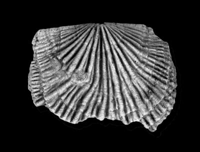 https://files.geocollections.info/large/26/26/2626c1c4-a8a1-4e43-b483-d7646d5960fb.jpg