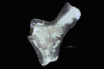 <i>Sanctum isp.</i><br />Tõrremäe,  m, Oandu Stage