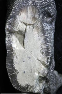 <i>Sanctum isp.</i><br />Tõrremäe,  m, Oandu Stage