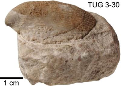 https://files.geocollections.info/large/26/41/2641c0f3-f014-47d2-96db-ab82897048b8.jpg