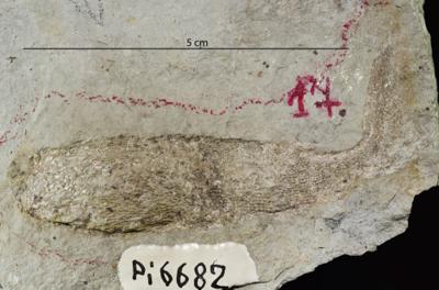 https://files.geocollections.info/large/26/6b/266bd757-e057-402b-9b46-babb316ec257.jpg