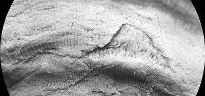 https://files.geocollections.info/large/26/73/2673c3d9-525f-42f4-90b3-14059a86a2a9.jpg