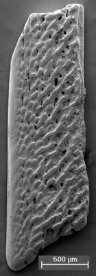 https://files.geocollections.info/large/26/87/2687c29d-0591-48c9-bd83-e9dfe8960d00.jpg