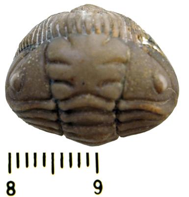 https://files.geocollections.info/large/26/c1/26c1ff4b-6483-440a-970c-481fd65ba3ce.jpg