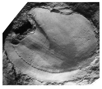 https://files.geocollections.info/large/26/c6/26c610e2-d219-45af-b91c-6a87bbcf3b5c.jpg