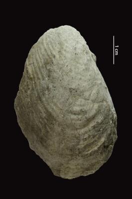 https://files.geocollections.info/large/26/c8/26c84233-3a93-4c0e-bf12-544c7c93c64f.jpg