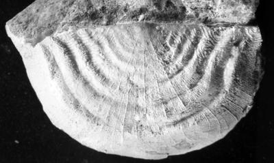 https://files.geocollections.info/large/26/da/26dad9d1-e051-4bc1-b4b1-5cb7b31822ab.jpg