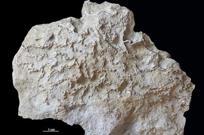 https://files.geocollections.info/large/26/db/26db5c1b-3406-4561-bbc3-43bb8355c431.jpg