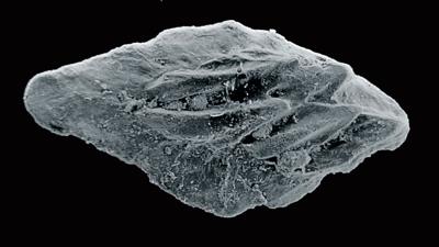 https://files.geocollections.info/large/26/e6/26e64987-9ecd-4e51-8877-cf3748c1c838.jpg