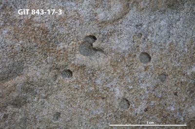 <i>Trypanites isp.</i><br />Saxby shore,  m, Vormsi Stage