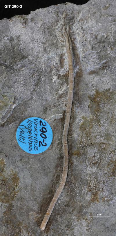 https://files.geocollections.info/large/27/60/2760c0fc-37ed-4667-96fb-d80242134e4b.jpg