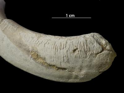 https://files.geocollections.info/large/27/61/27613181-1754-4a40-8e74-b85befc378c8.jpg
