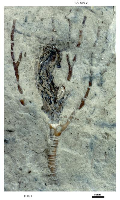 https://files.geocollections.info/large/27/85/2785a81a-47b0-4b75-a5af-eb14660a0728.jpg