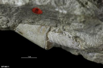 https://files.geocollections.info/large/27/8b/278baee2-1e79-47d2-8240-30501d2b1ce9.jpg