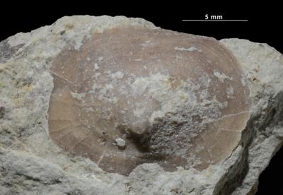 https://files.geocollections.info/large/27/ad/27adf72b-a849-42e8-a339-0e1148c502f8.jpg