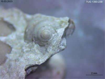 https://files.geocollections.info/large/27/ba/27ba39a5-8601-488c-8a81-8dba5addd739.jpg