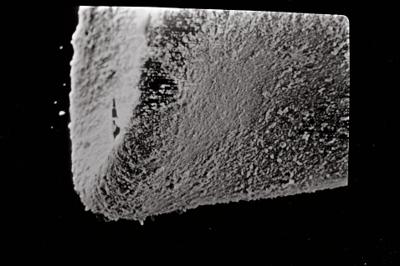 <i><i>Eisenackitina lagenomorpha</i> | Eisenackitina cf. lagenomorpha</i><br />Ohesaare borehole, 19.60 m, Kaugatuma Stage (754-710)