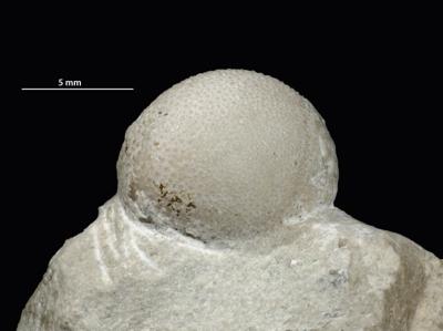 https://files.geocollections.info/large/27/c3/27c3466b-30e9-4525-baec-1d389c2c5ae9.jpg