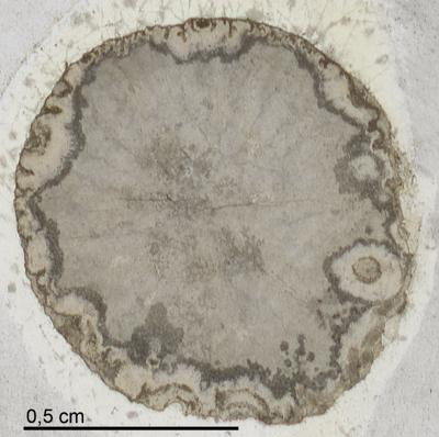 https://files.geocollections.info/large/27/d9/27d99cdb-d91d-47a9-bd27-7a4a924dada7.jpg