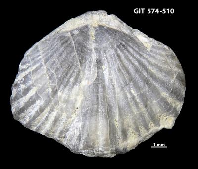https://files.geocollections.info/large/27/db/27db5b18-c11c-48a3-86b9-c087ea1c4220.jpg