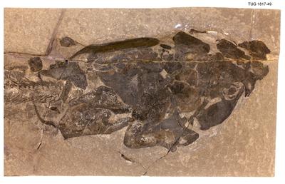 https://files.geocollections.info/large/27/e4/27e41ac1-119e-496b-9beb-77d0b2bc1de2.jpg