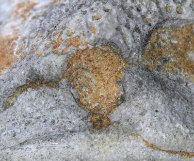 https://files.geocollections.info/large/27/e5/27e545d3-2492-4baa-8f29-7b9ecdfa6b7d.jpg