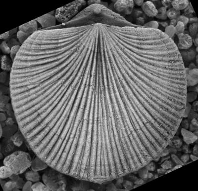 https://files.geocollections.info/large/27/f5/27f537d4-e27d-452b-ad0b-0518d7e9a12f.jpg