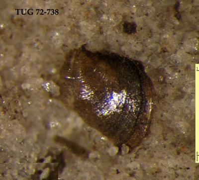 https://files.geocollections.info/large/28/00/280073b5-f80a-4287-88e9-df82b4880e4a.jpg