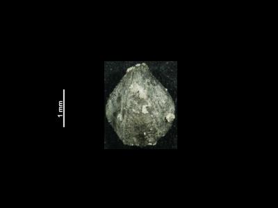 https://files.geocollections.info/large/28/5e/285e4b31-58ac-4f9b-8191-c7ee9b6b603c.jpg