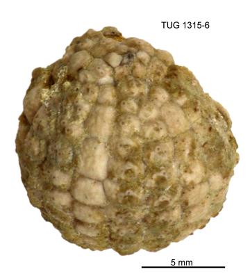 https://files.geocollections.info/large/28/61/2861bbc2-85ba-447f-a092-a33c7e4730c6.jpg