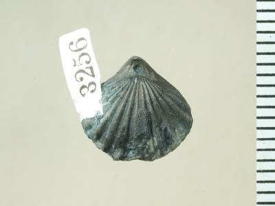 https://files.geocollections.info/large/28/de/28dea189-19ed-4b32-8c5e-5572a60451b9.jpg
