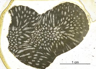 https://files.geocollections.info/large/28/ee/28ee36d2-b0d6-4b88-b892-3d801d7d0015.jpg