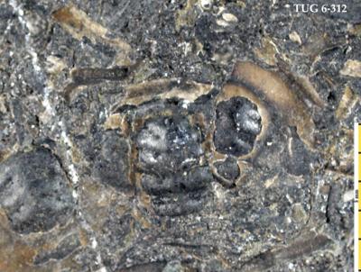 https://files.geocollections.info/large/28/f4/28f41735-1c1d-4667-b420-0f3f1cbe39d7.jpg