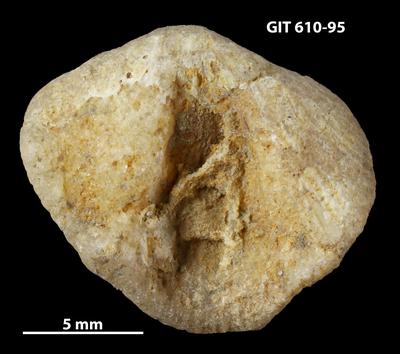 https://files.geocollections.info/large/28/f4/28f475f4-9901-46bf-a6cf-dd2fbbf71ec7.jpg