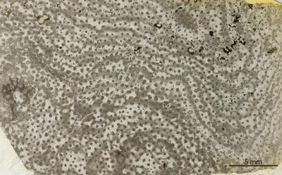 https://files.geocollections.info/large/29/0c/290cd8f5-4caf-478b-ae09-e8a55a250b8d.jpg