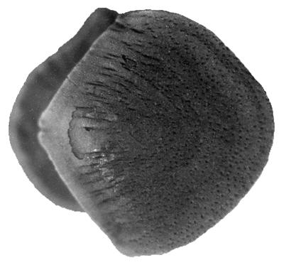 https://files.geocollections.info/large/29/18/29184572-55bf-493b-8f7c-92b956c3424f.jpg